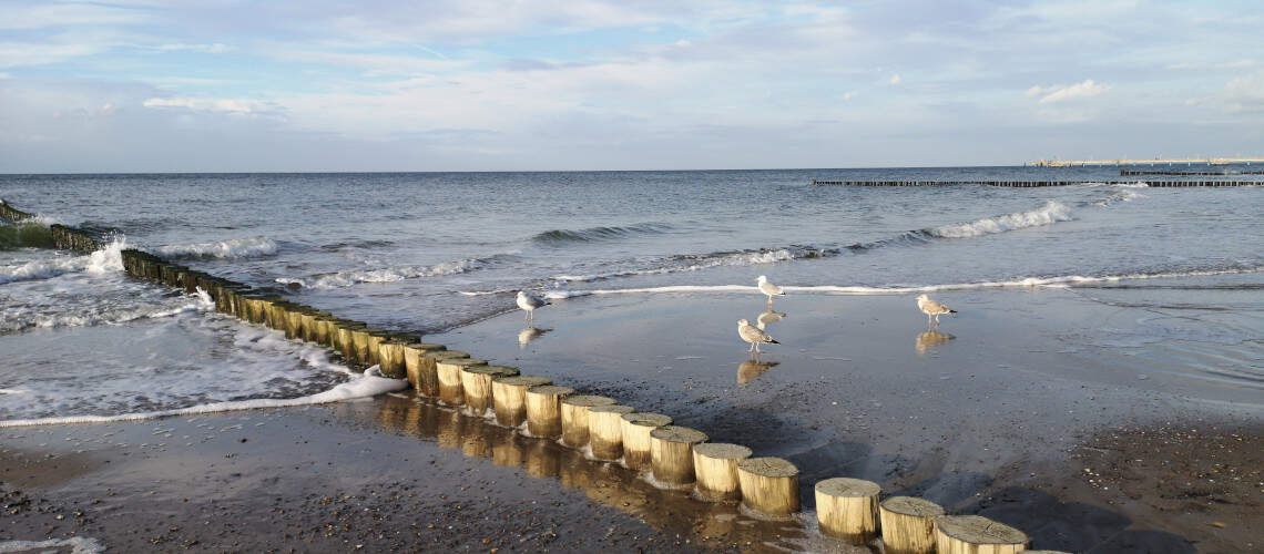 Möwen am Strand von Graal-Müritz