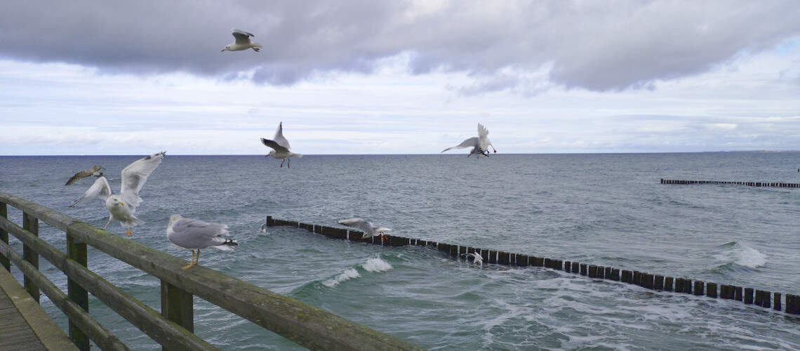 Aufgewühlte Möwen an der Seebrücke von Graal-Müritz